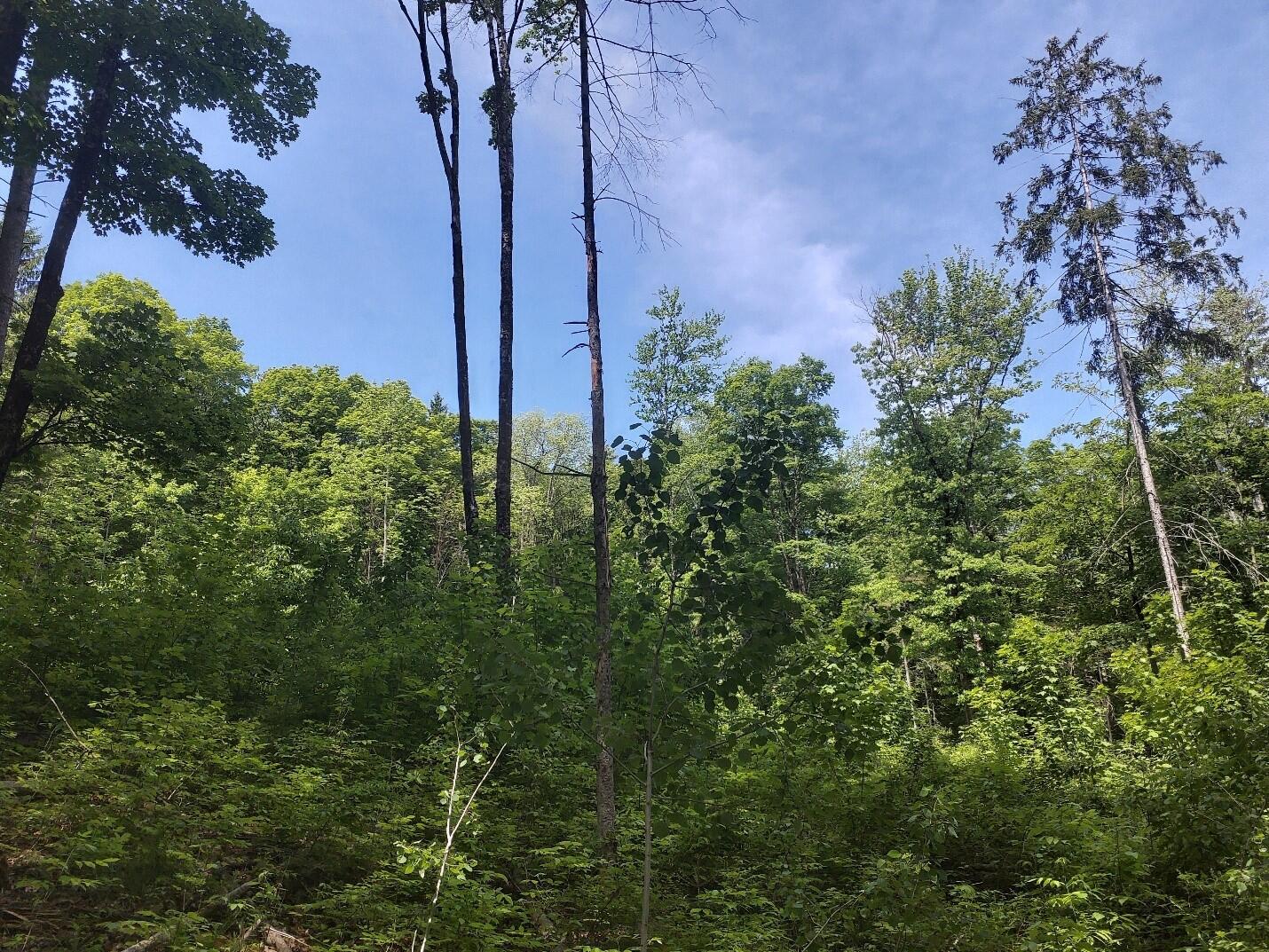 A photo of a forest canopy with young trees. 