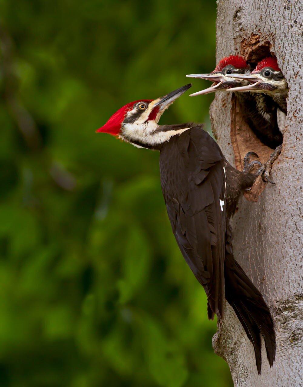 An active Pileated Woodpecker nesting cavity. 