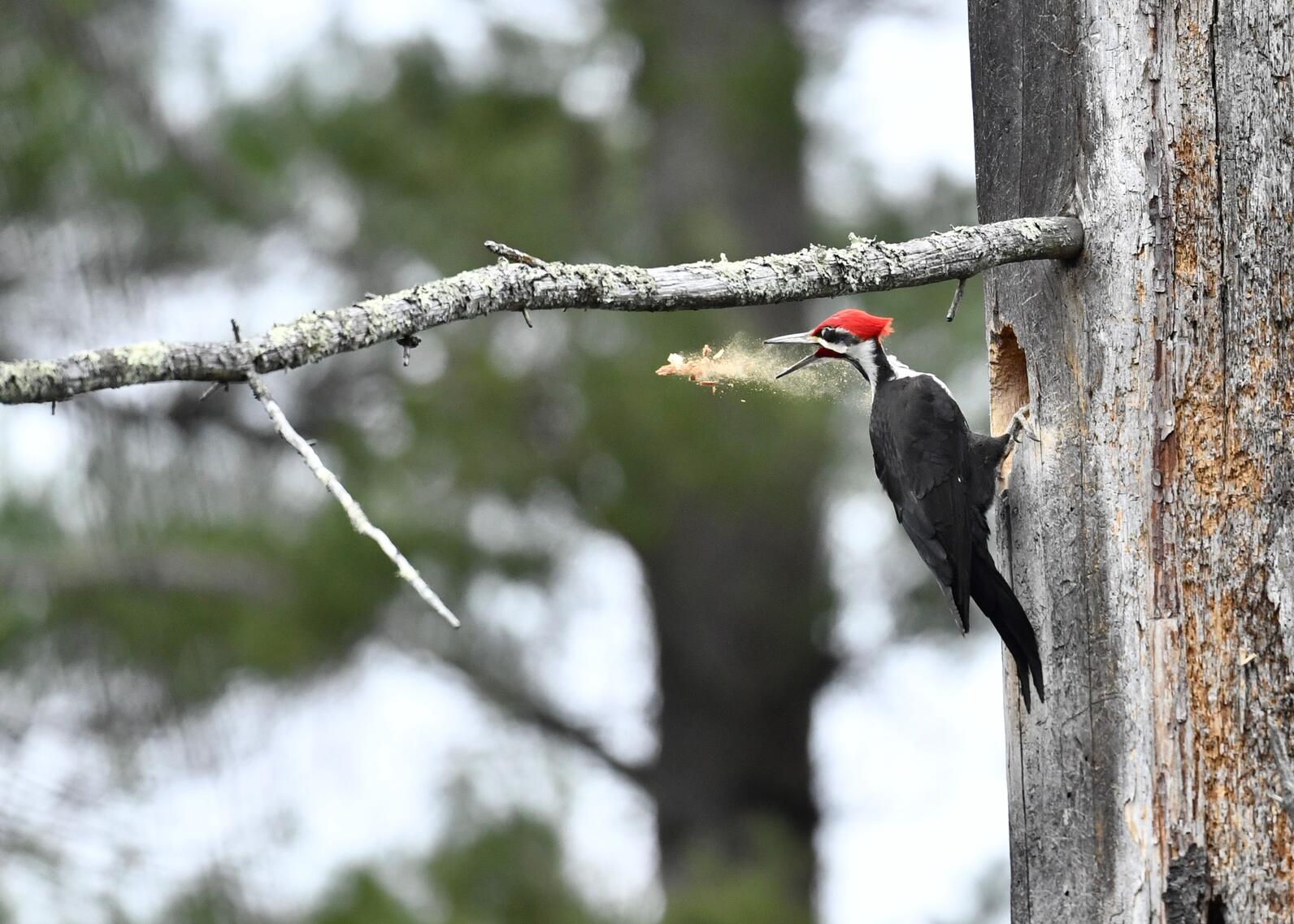 pileated woodpecker pileated woodpecker