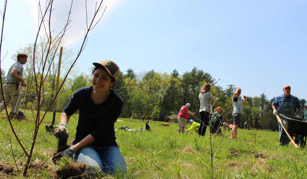 Plants for Birds: Burlington Project