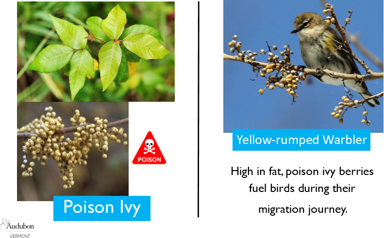 Poison Ivy and Yellow-rumped Warbler