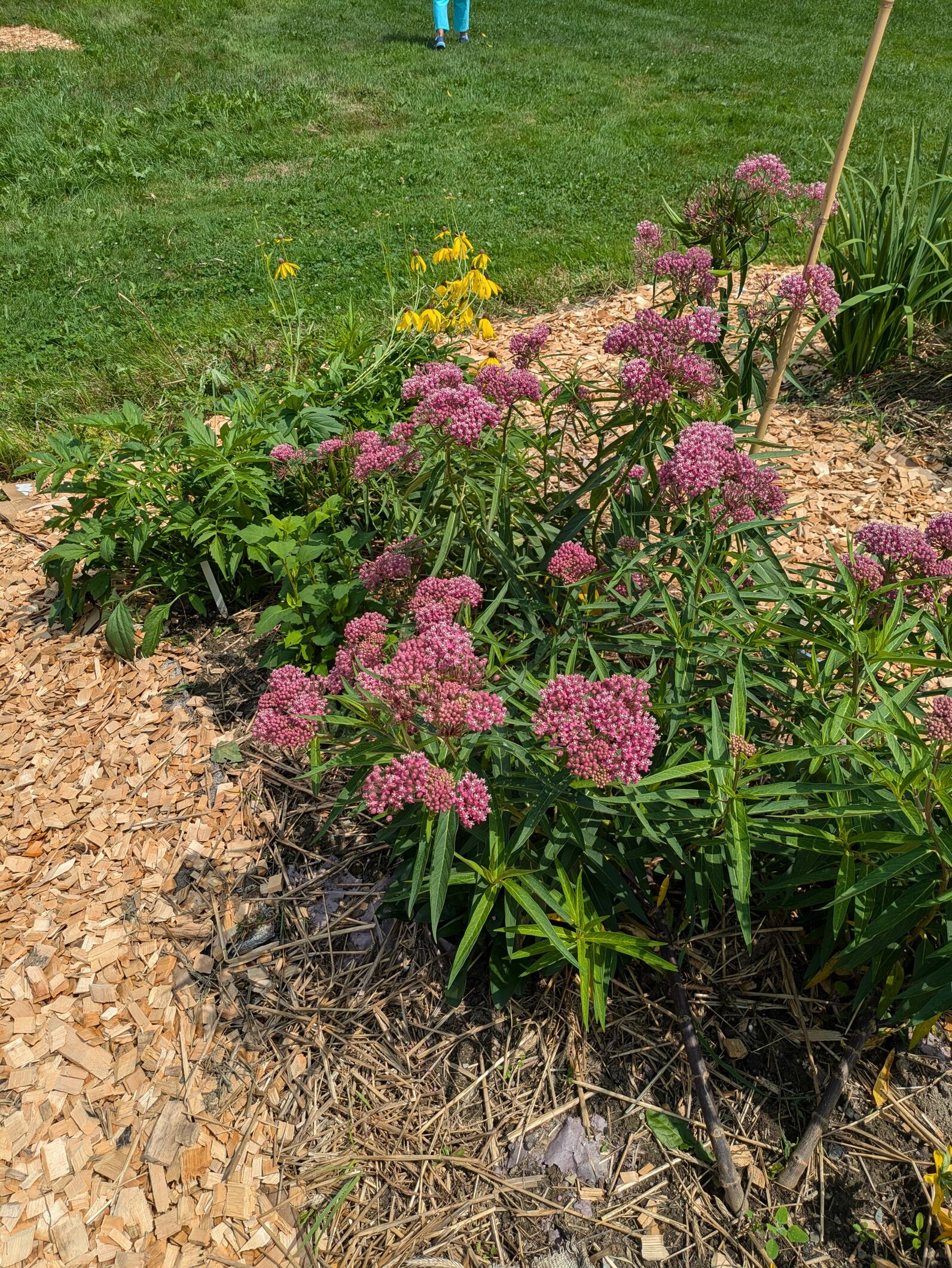 Rutland Audubon Pollinator Garden