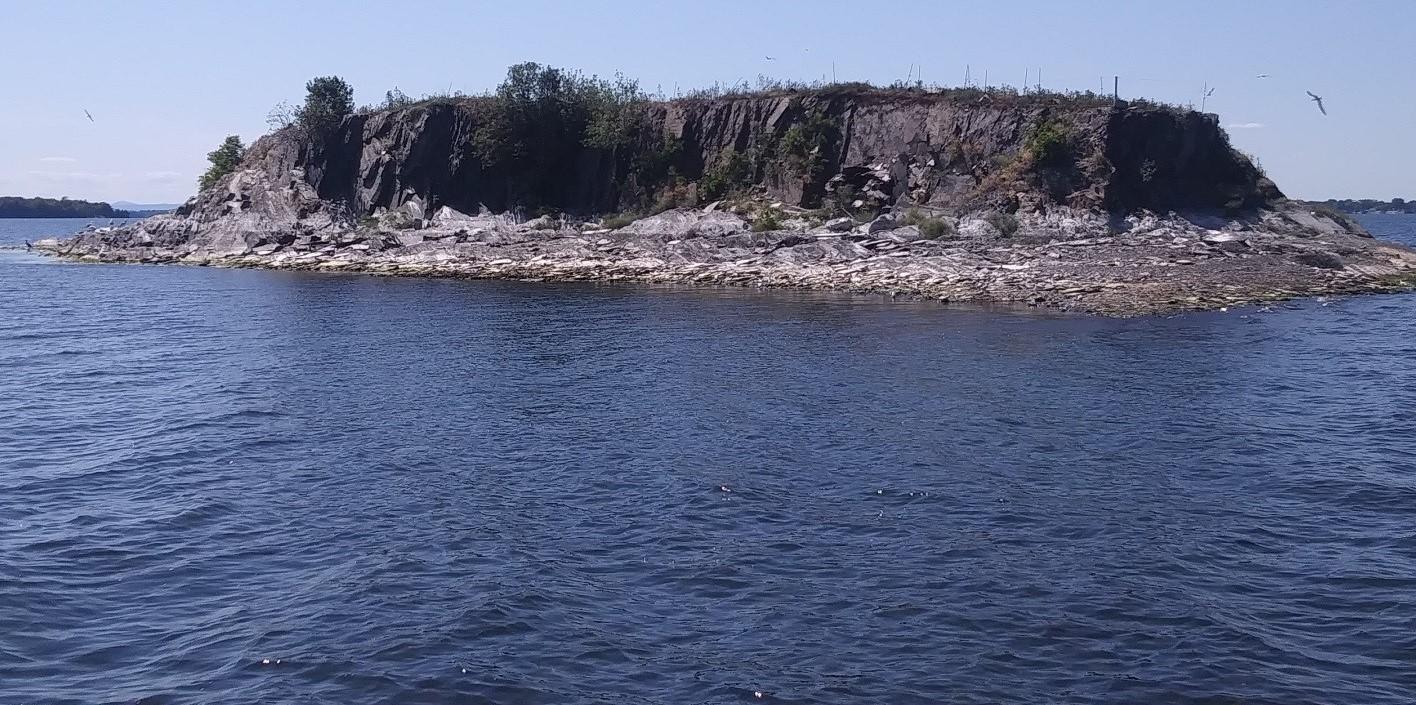 Common Tern nesting colony on Popasquash Island, Lake Champlain, Vermont Common Tern nesting colony on Popasquash Island, Lake Champlain, Vermont