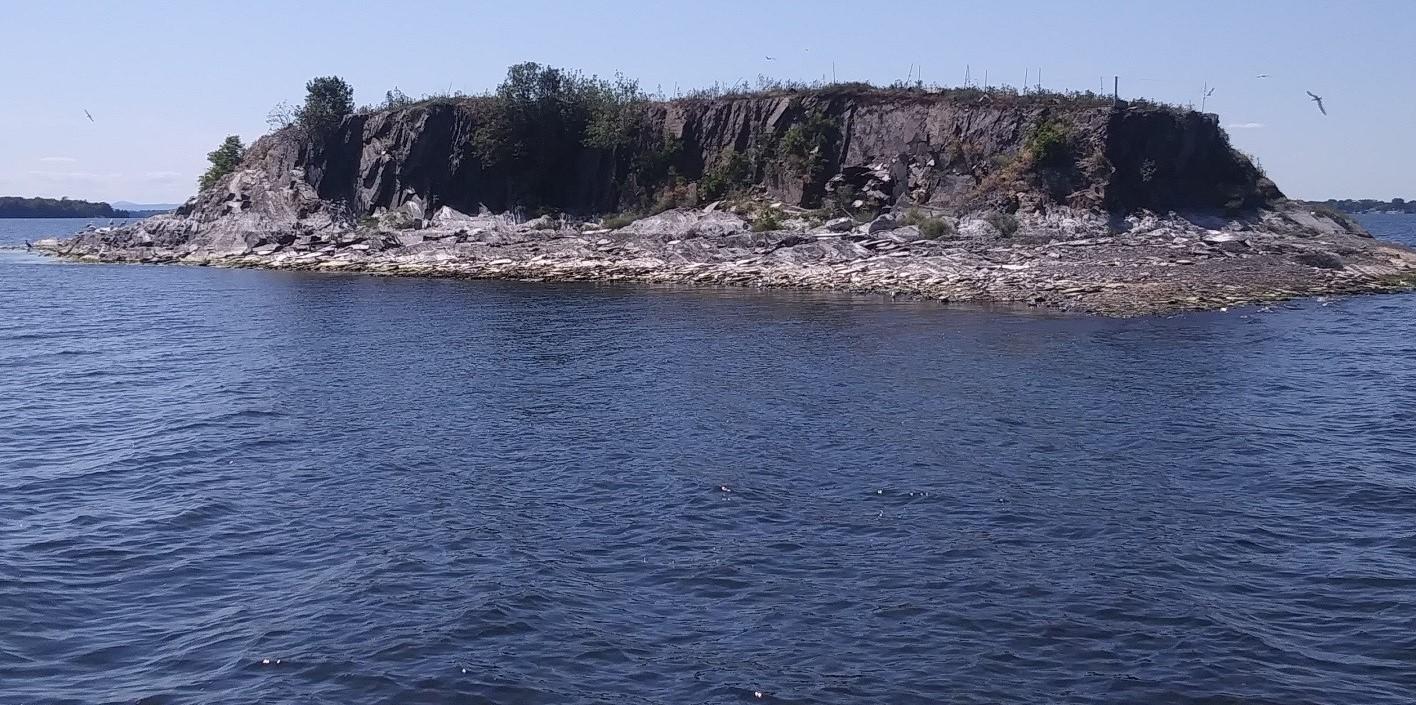 Common Tern nesting colony on Popasquash Island, Lake Champlain, Vermont