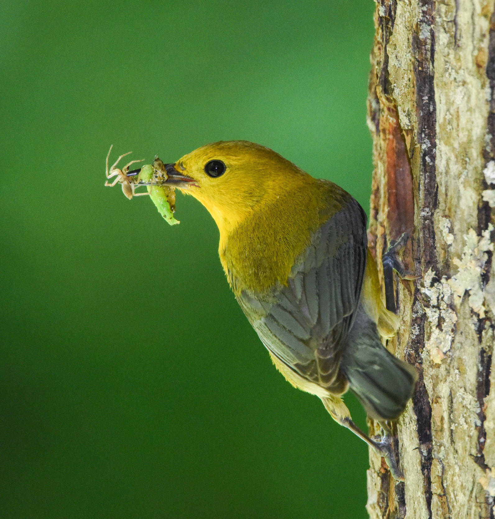 Prothonotary Warbler 