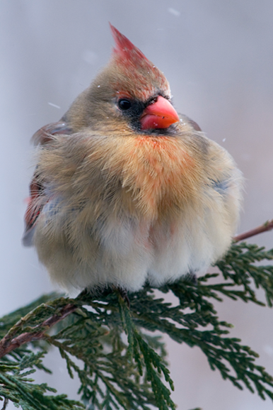 female northern cardinal winter puffy
