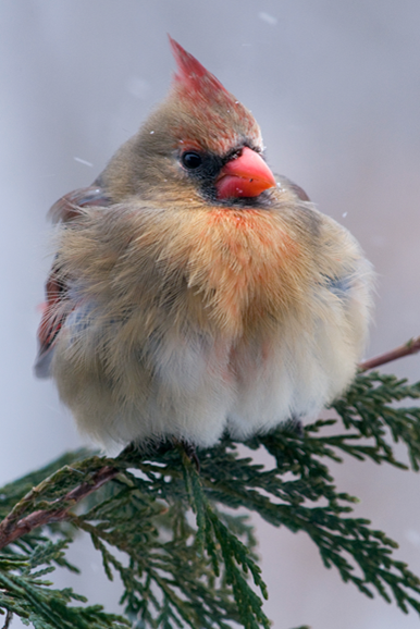female northern cardinal winter puffy female northern cardinal winter puffy