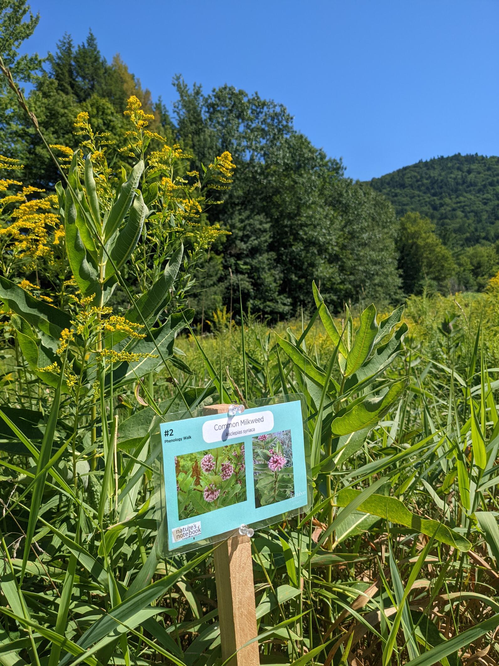 Goldenrod and milkweed in bloom in a field- a phenology walk sign in the foreground.. 