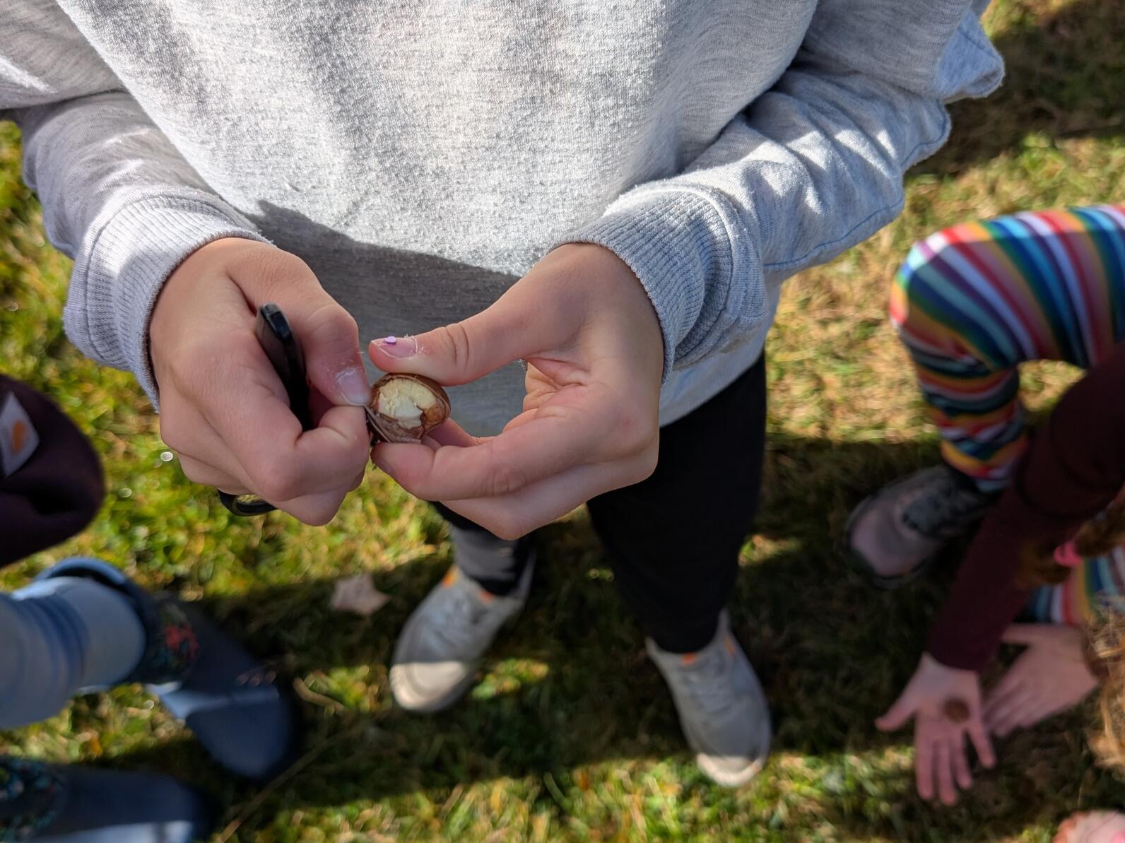 A child's hands holding an acorn showing the white nutty insides of it