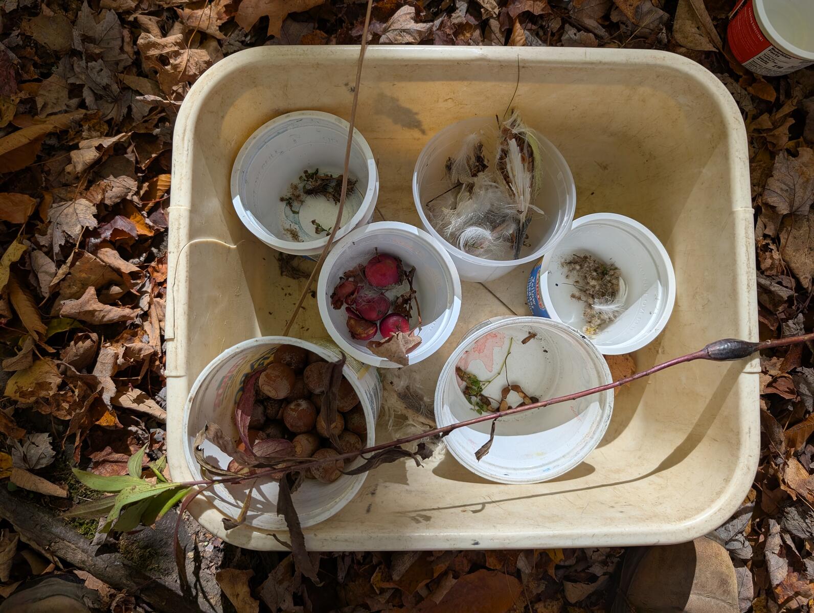 A bin with small yogurt cups, each holds a type of seed: milkweed, acorns, maple seeds, aster, goldenrod, crabapples