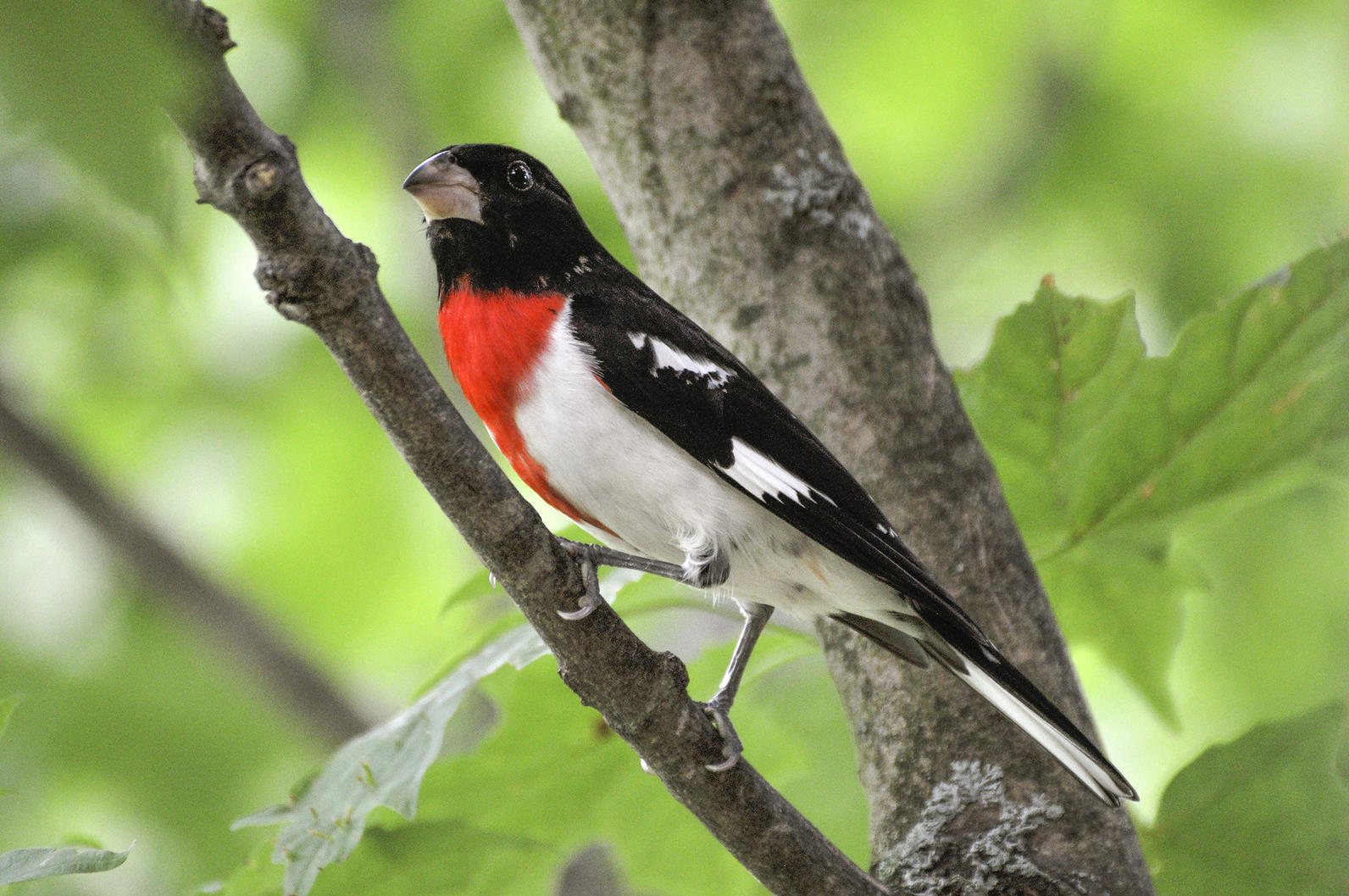 Любая птица. Rose-breasted Grosbeak. Immature Rose breasted Grosbeak image.