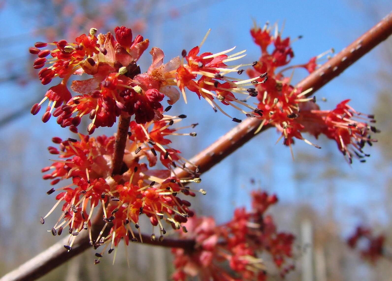 Red maple flowers against a bright blue sky.