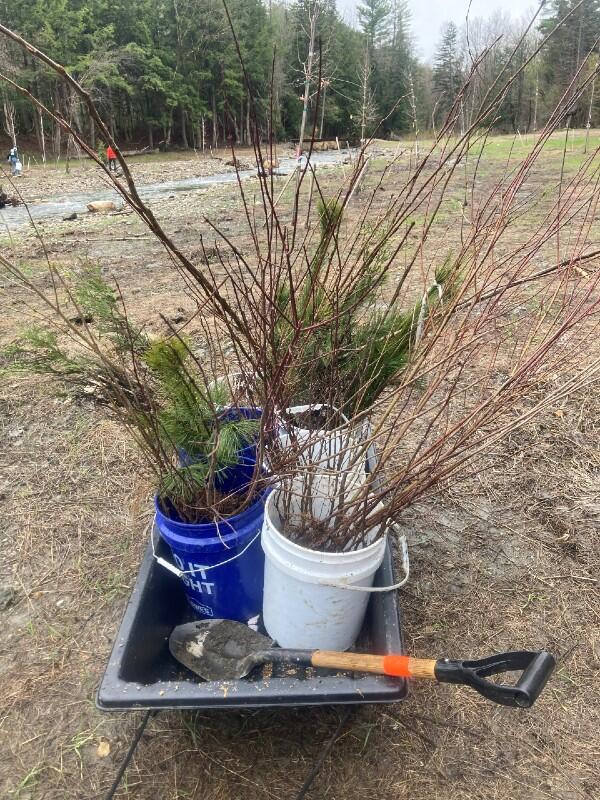 plant bareroot stem