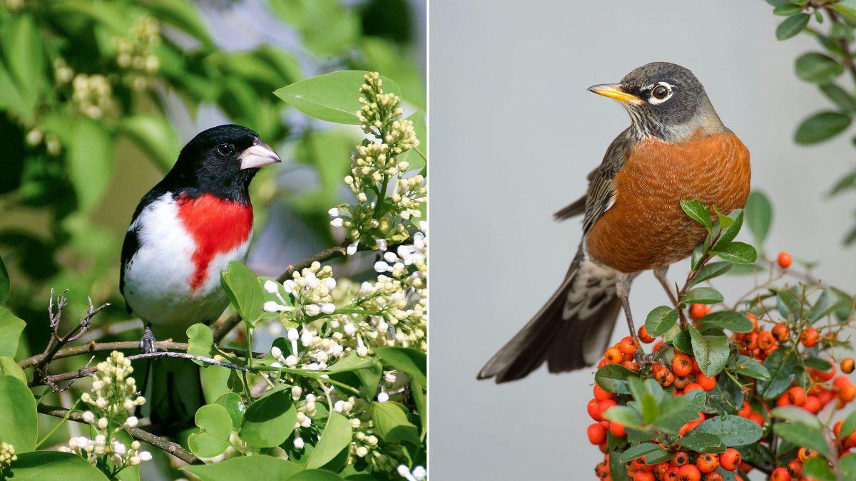 Grosbeak and Robin