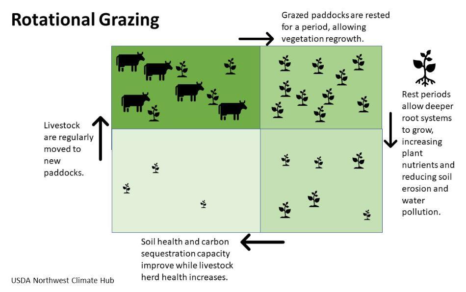 a graphic showing 4 pastures divided by fencing and cows on one part and increasing vegetation on other sections as part of a rotation grazing system. 