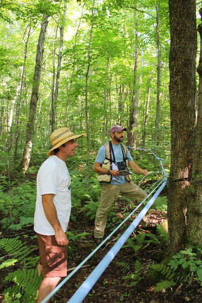 Bird-Friendly Maple Sugarbush Assessment