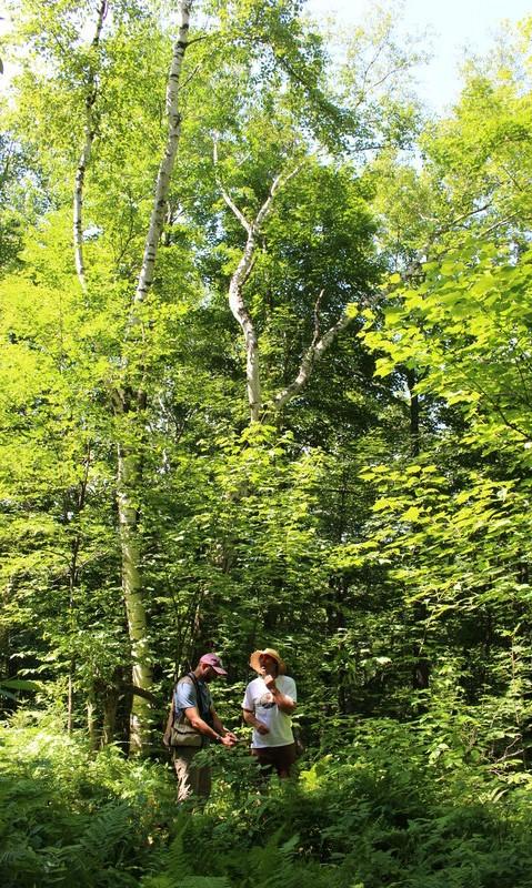 Bird-Friendly Maple Sugarbush Assessment