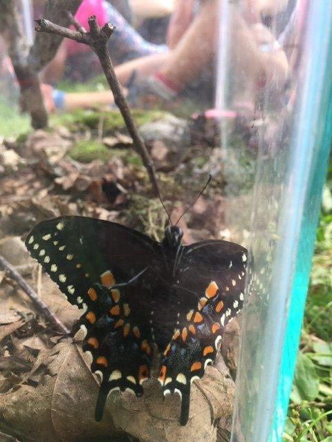 Swallowtail Butterfly Pre-K Camp 