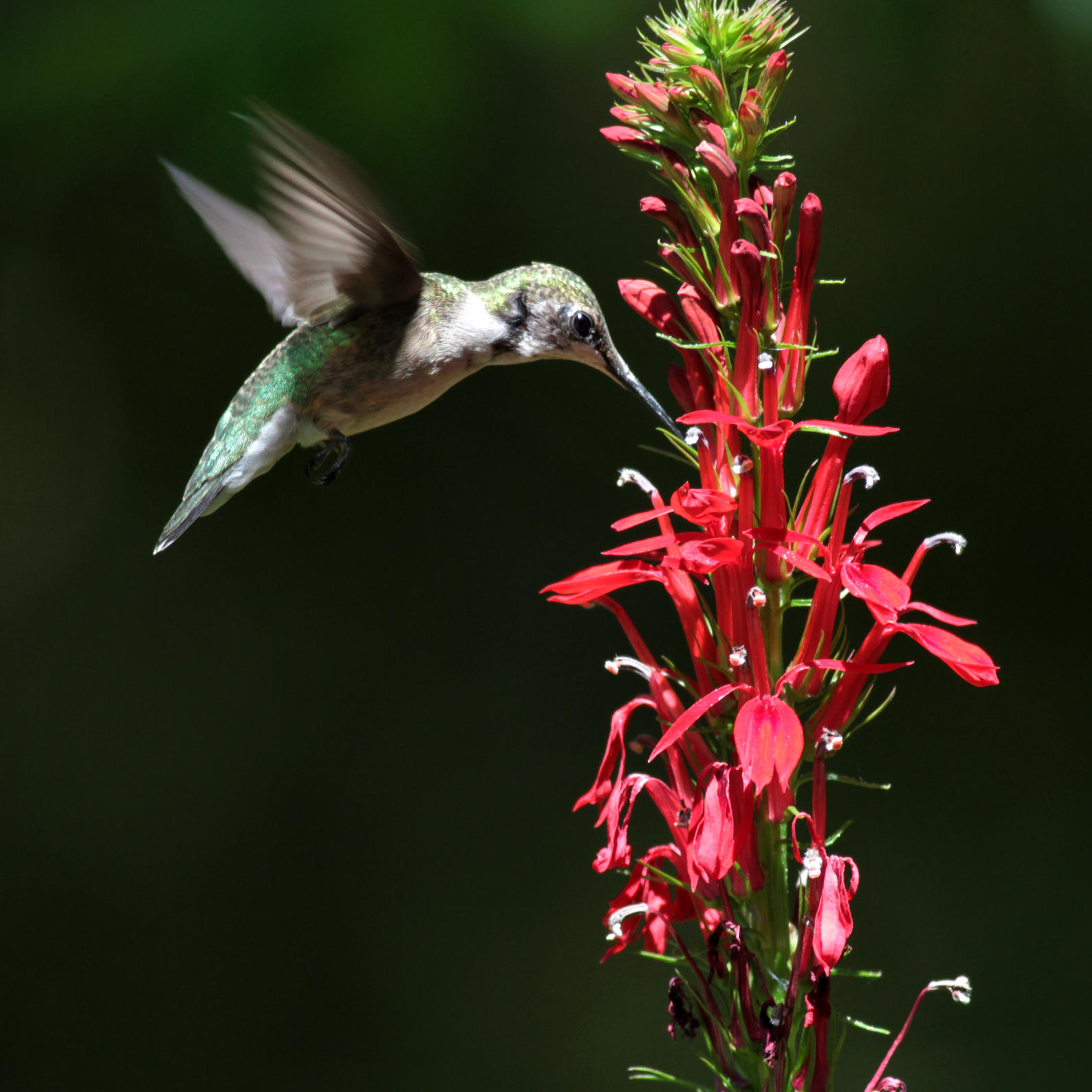 Ruby-throated Hummingbird with Cardinal Flower