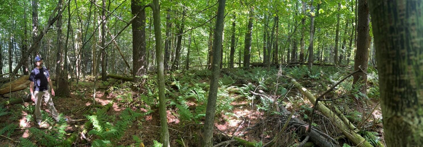 White Pine Forest Floor