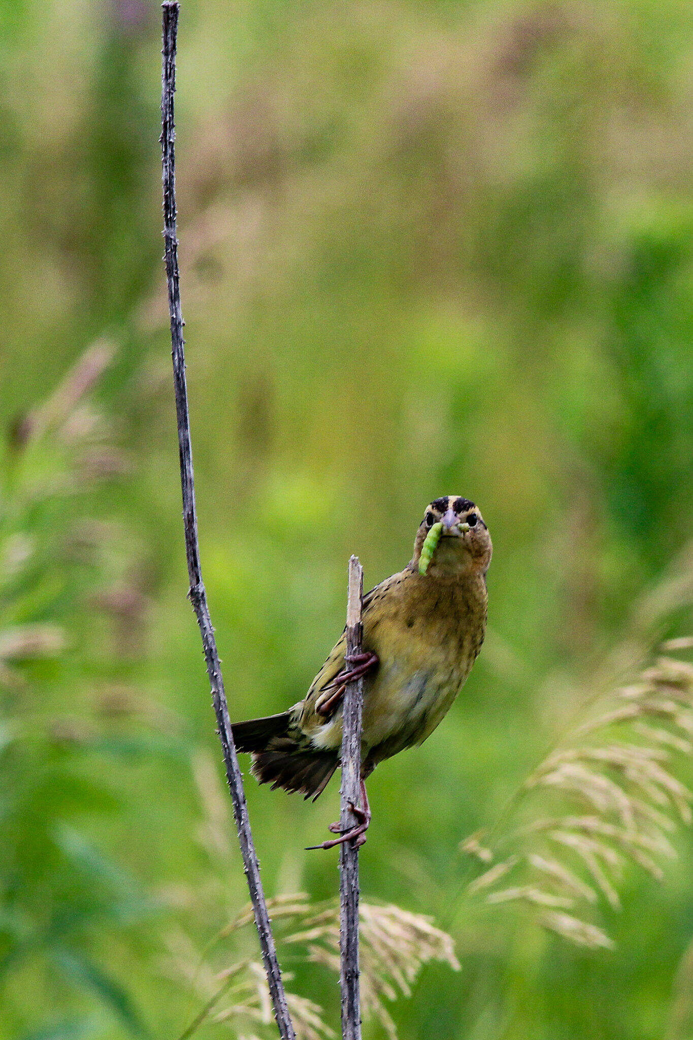 A Savannah Sparrow holds a green caterpillar in its beak.