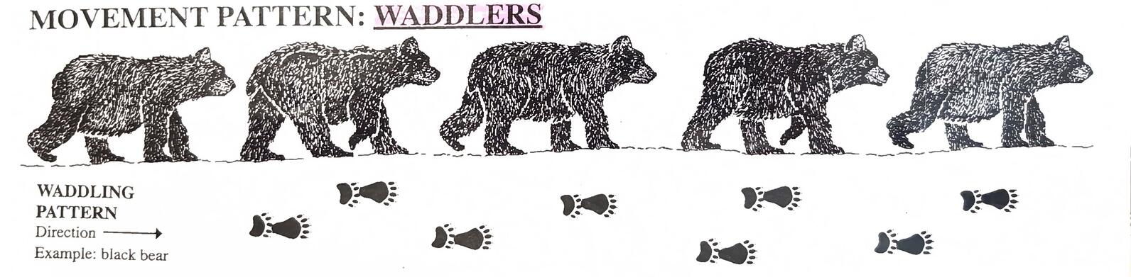 A graphic showing the way a bear walks with the track pattern below.