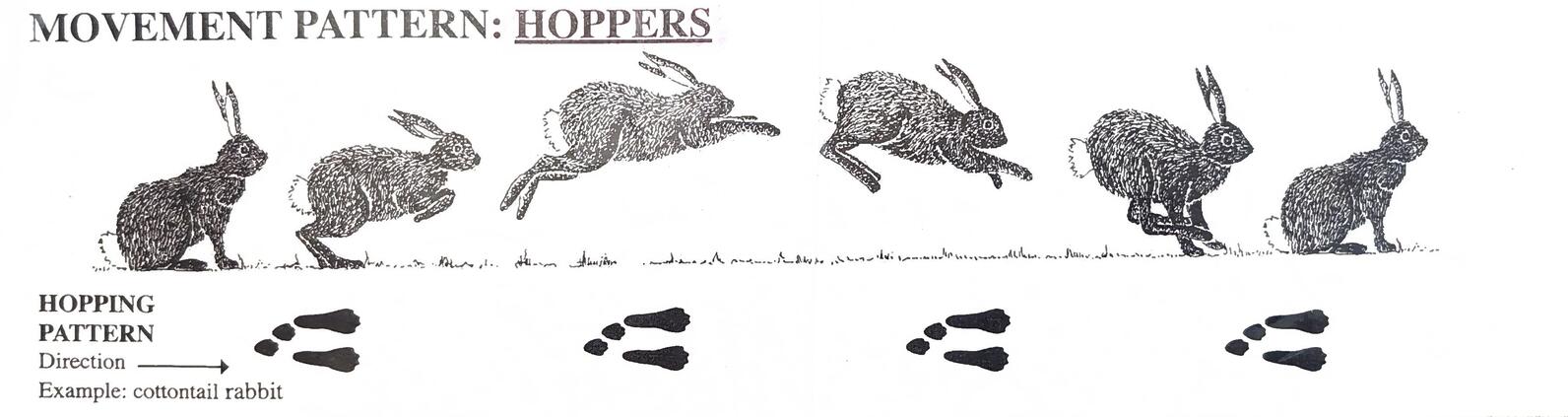 A graphic showing the way a snowshoe walks with the track pattern below.