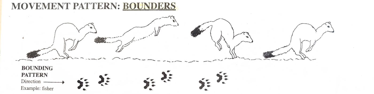 A graphic showing the way a weasel walks with the track pattern below.