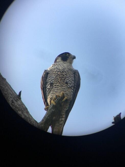 A female Peregrine Falcon perched on a smooth branch, viewed through a scope.