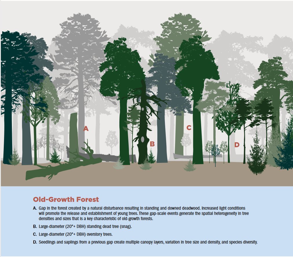 An illustration of a forest that depicts the different characteristics of old growth forests. Gaps created by natural disturbances, large diameter snags, large diameter overstory trees, and seedlings and saplings growing in a previous gap An illustration of a forest that depicts the different characteristics of old growth forests. Gaps created by natural disturbances, large diameter snags, large diameter overstory trees, and seedlings and saplings growing in a previous gap