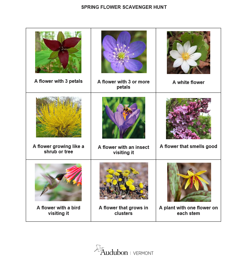 Spring Flower Scavenger Hunt | Audubon Vermont