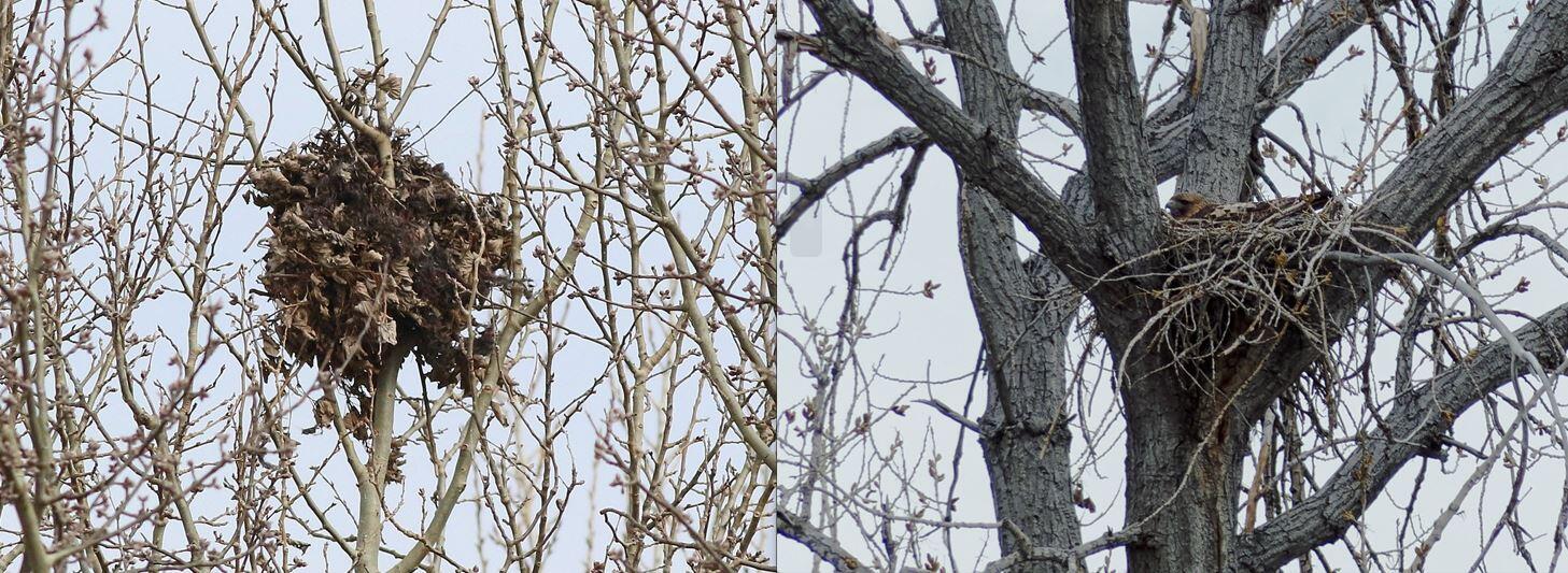 The left image is of a squirrel's drey made of dry leaves, situated high in the thin, bare branches of a tree. The right image is of a red-tailed hawk, sitting inside it's nest made of sticks. It's nest is situation in the crux of thick, sturdy branches. 