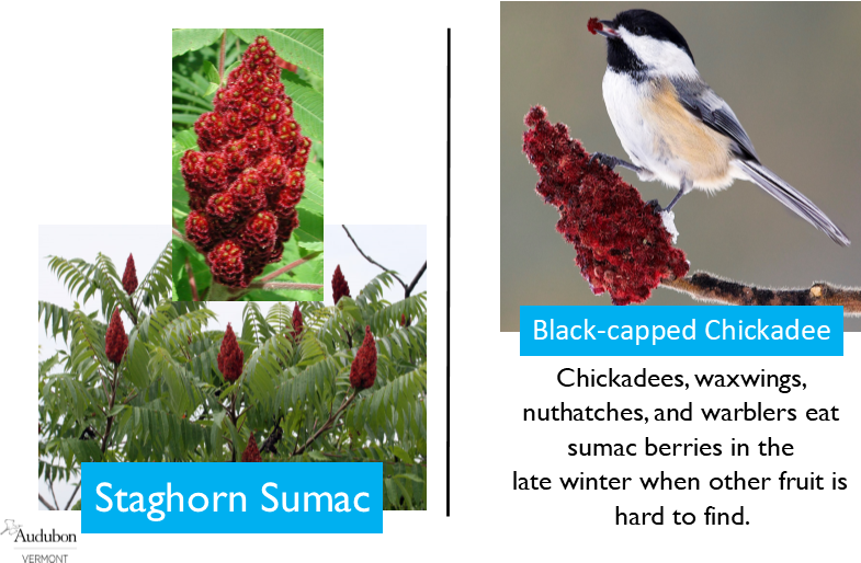 Staghorn Sumac and Black-capped Chickadee