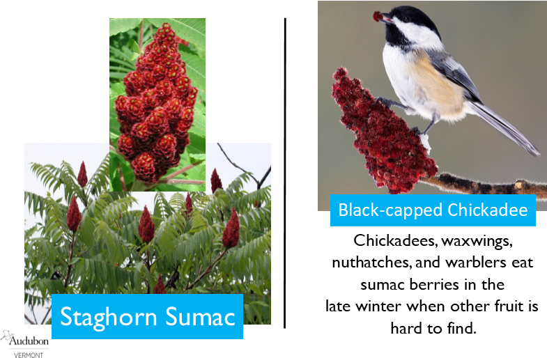 Staghorn Sumac and Black-capped Chickadee Staghorn Sumac and Black-capped Chickadee