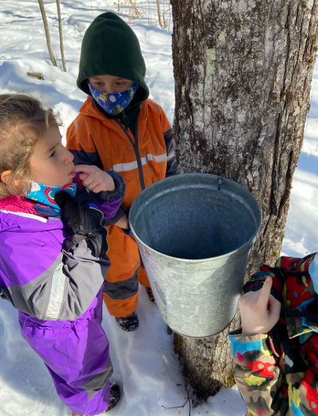 tasting sap