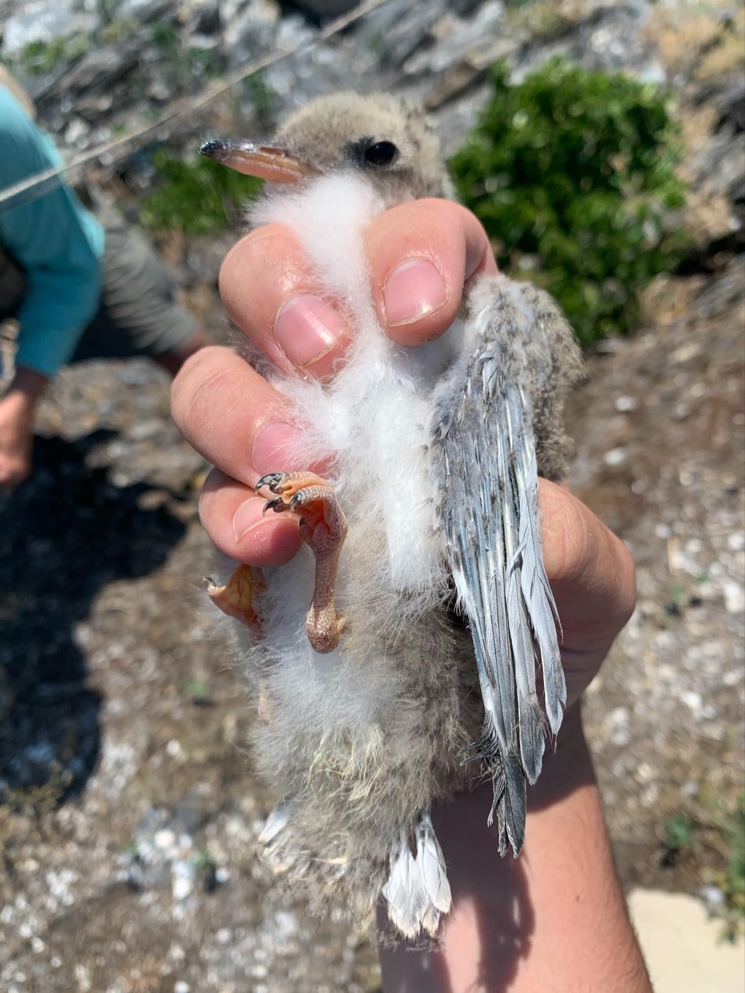 Common Tern chick, aged 10-13 days old.
