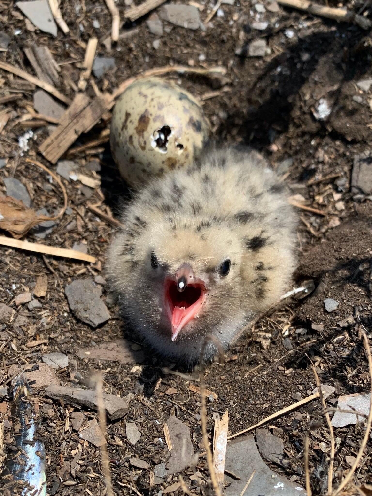 Common Tern chick, aged approximately 5 days old.