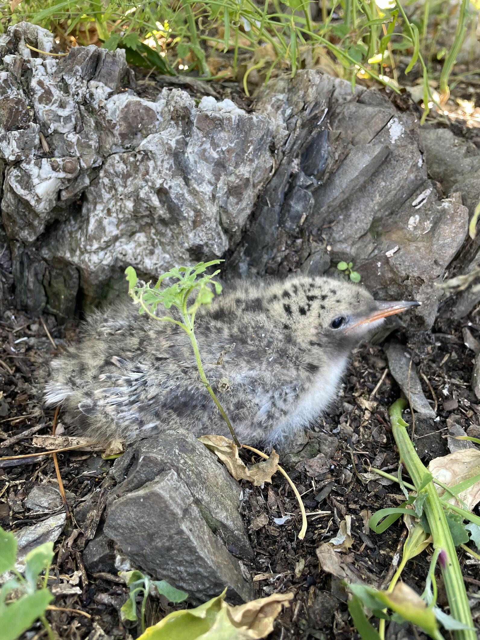 A fluffy Common Tern chick hides among rocks and grasses.