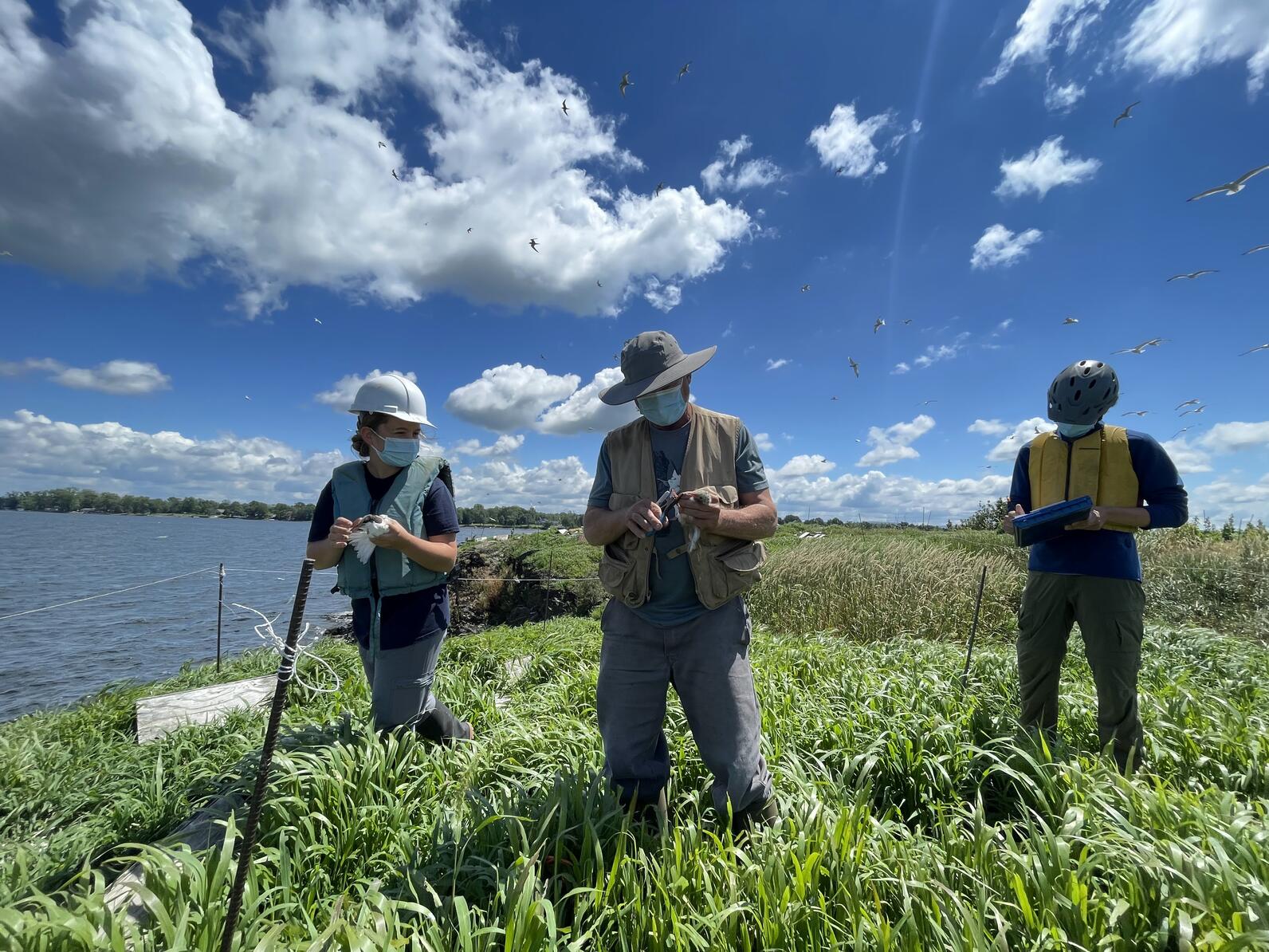 Three conservation scientist walk on a rocky island, banding Common Terns.