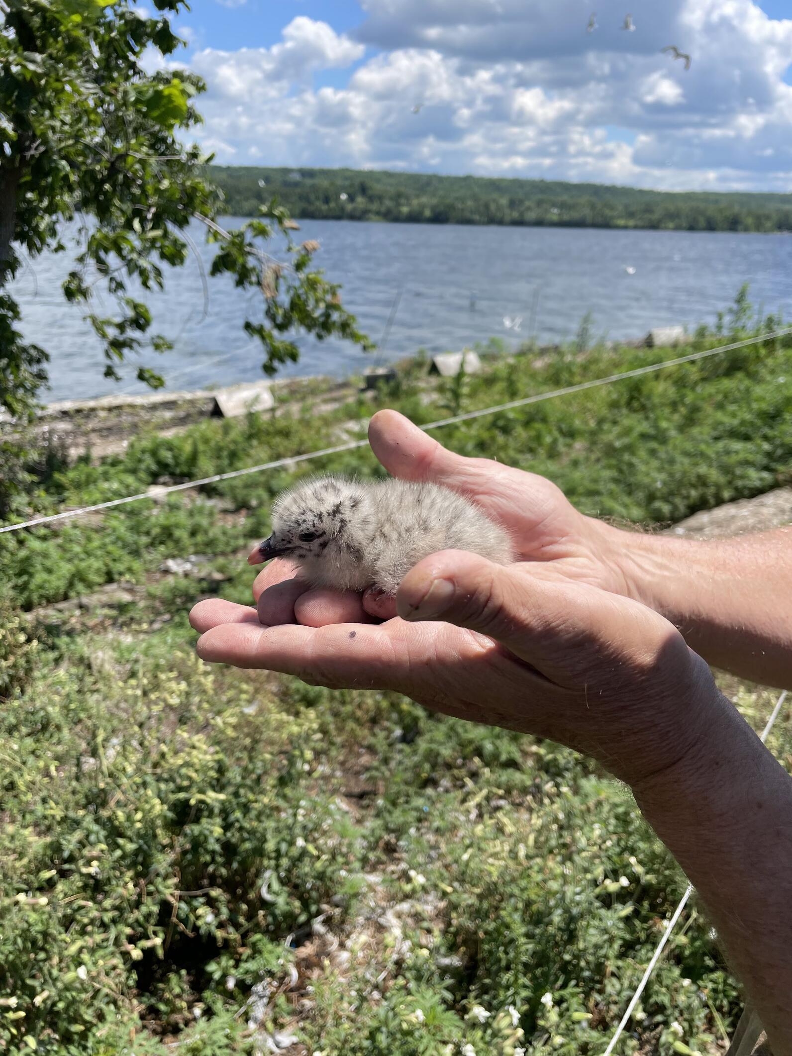 Conservation program manager Mark LaBarr holds a Common Tern chick.