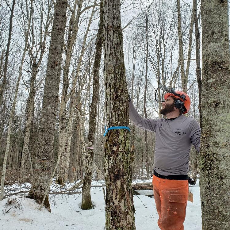 A photo of Tim Duclos wearing a hard hat standing between two tree trunks. He is looking up the trunk of a tree marked with blue flagging tape.