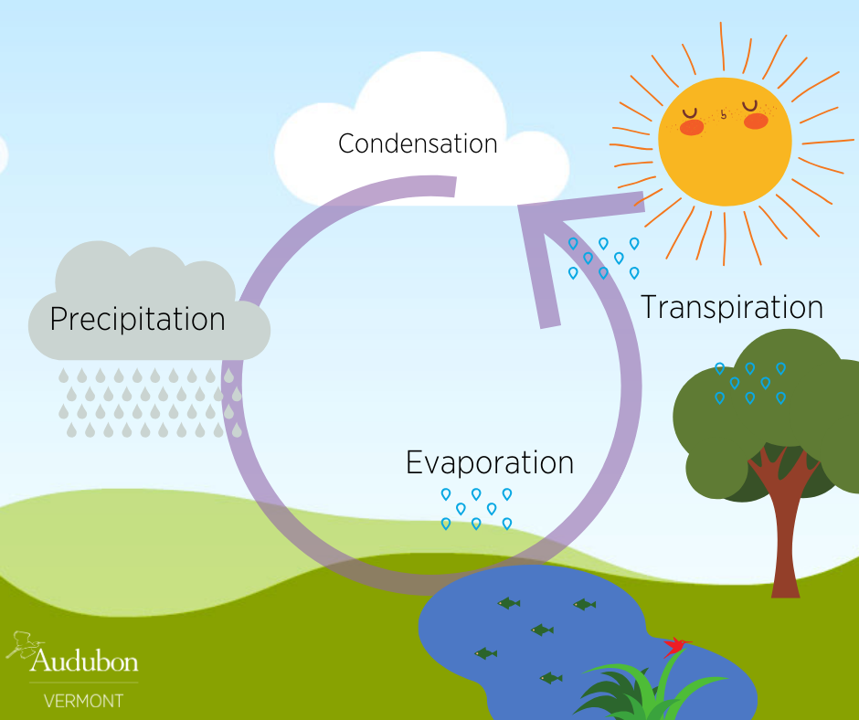 Water cycle diagram that includes transpiration