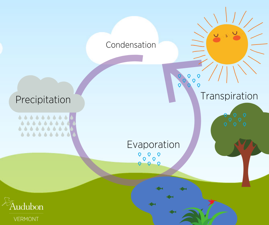 download-25-water-cycle-diagram-with-explanation