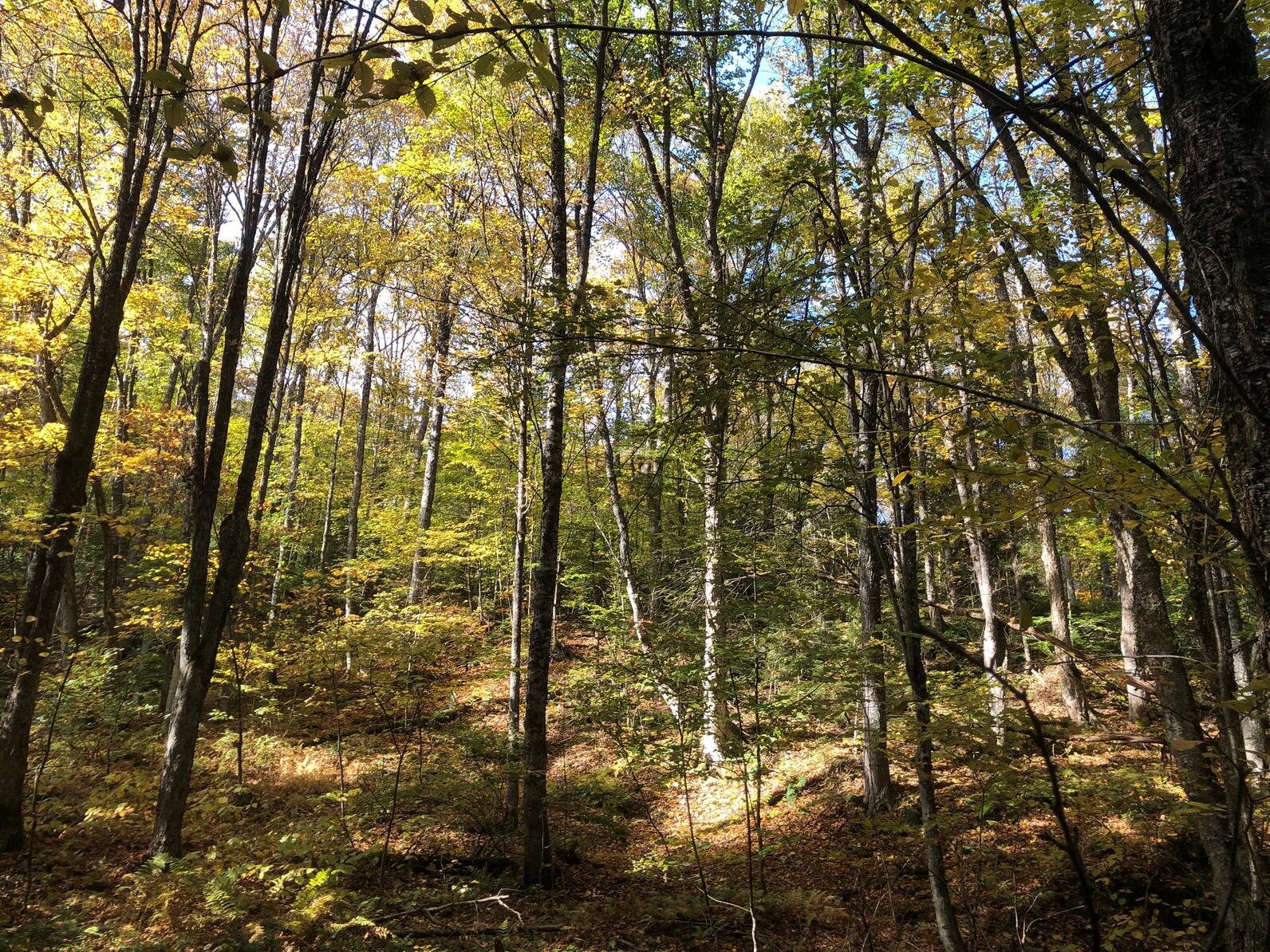 Forest Forest