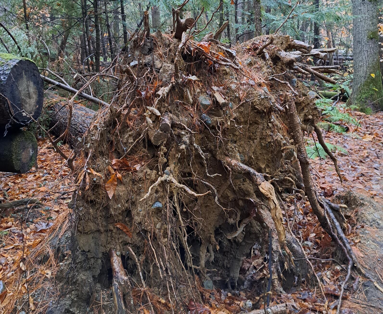 A large tree fell over from a windstorm, now showing the muddy bottom of it's root system, where Winter Wrens tend to form nests. 