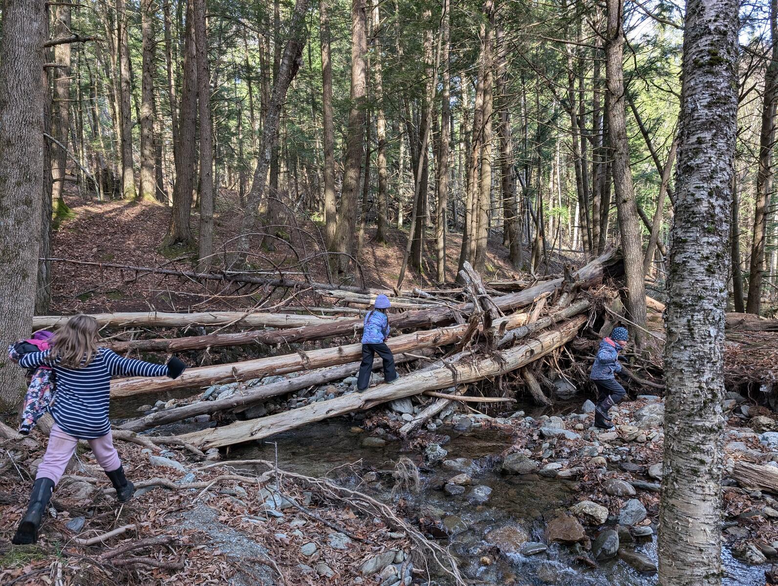 Several kids cross a brook on a fallen log in the forest in late fall