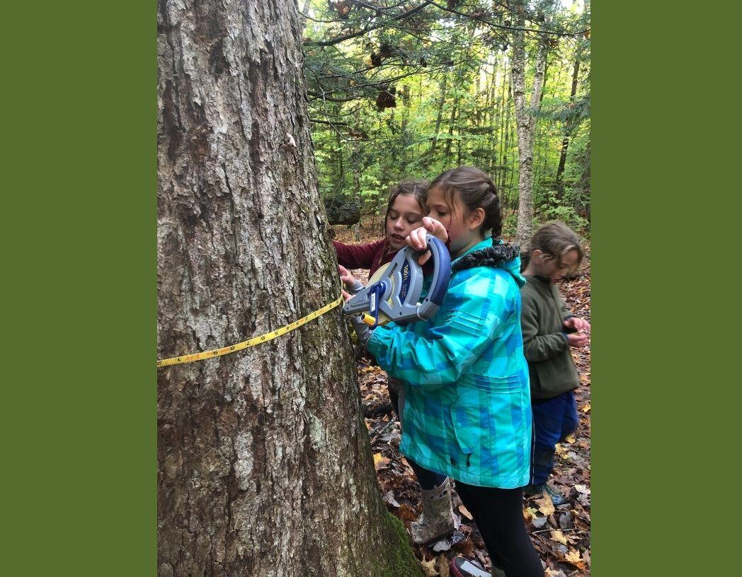 Two kids holding a tape measure ariund a tree reading the measurment of its circumference Two kids holding a tape measure around a tree reading the measurement of its circumference