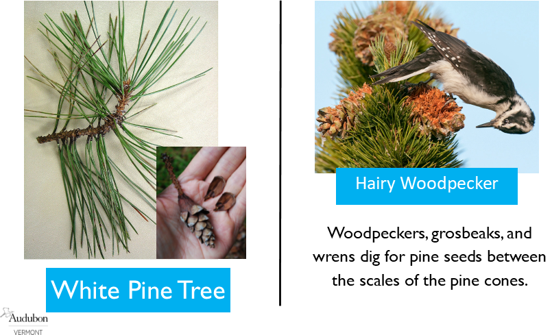 White Pine and Hairy Woodpecker White Pine and Hairy Woodpecker