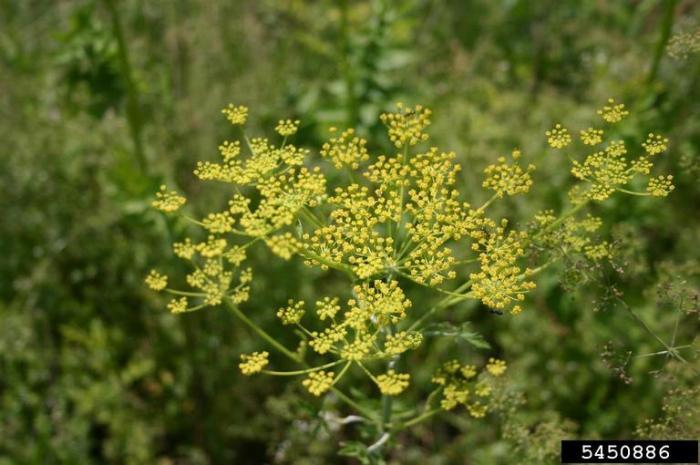 A wild parsnip flower head with hundreds of small yellow flowers.