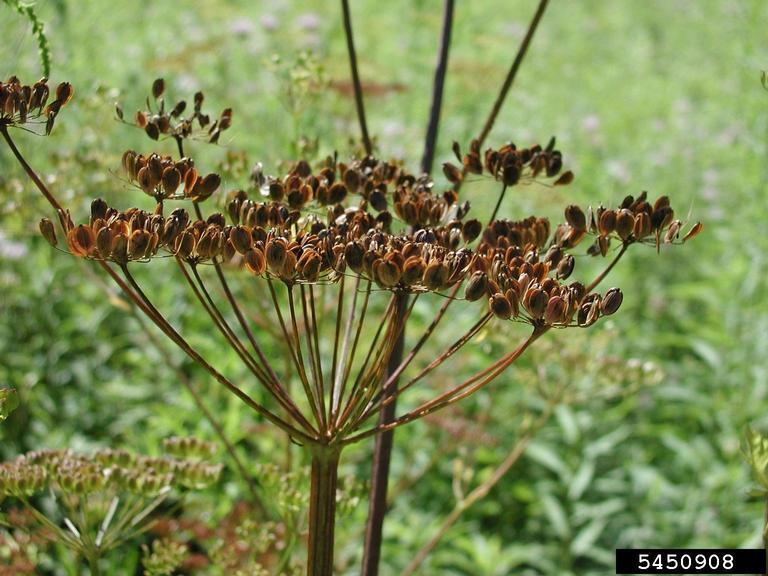 wild parsnip seed head with many small seeds.